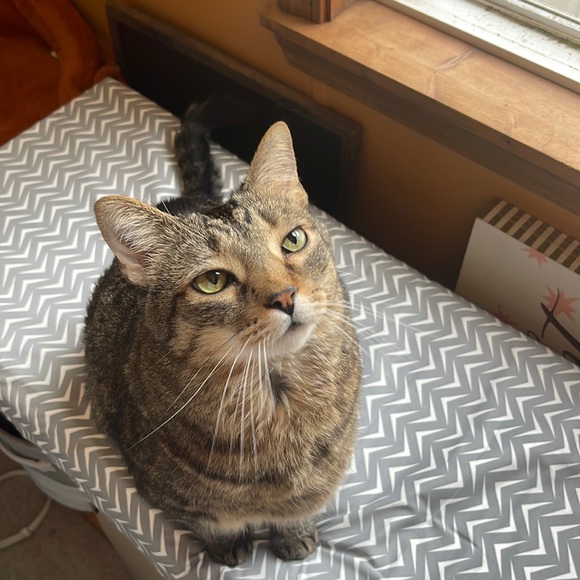 Banana Republic Soft & Flowy Ruffle Neck Sleeveless Top Medium - Picture 15 of 15